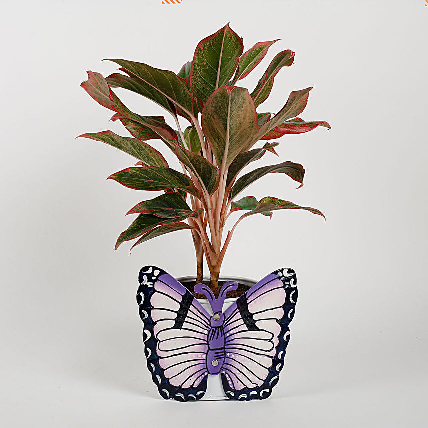 Red Aglaonema Plant in White Butterfly Metal Planter