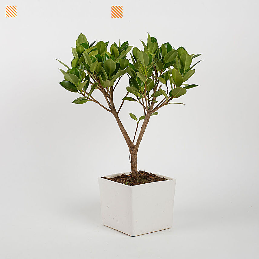 Ficus Longisland Bonsai Plant in White Ceramic Pot