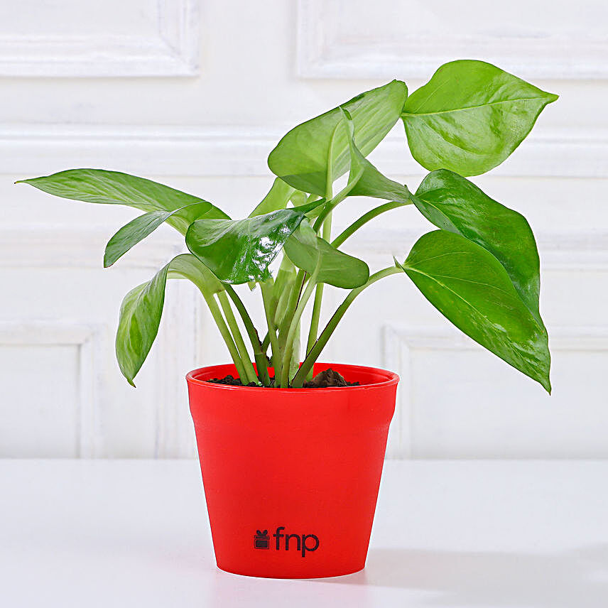 Golden Money Plant in Red Imported Plastic Pot:1000-cakes-vd