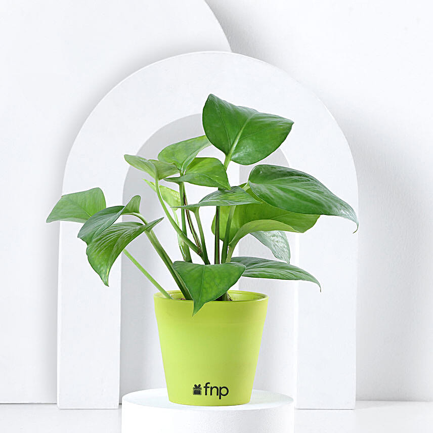 Money Plant in Black Imported Plastic Pot