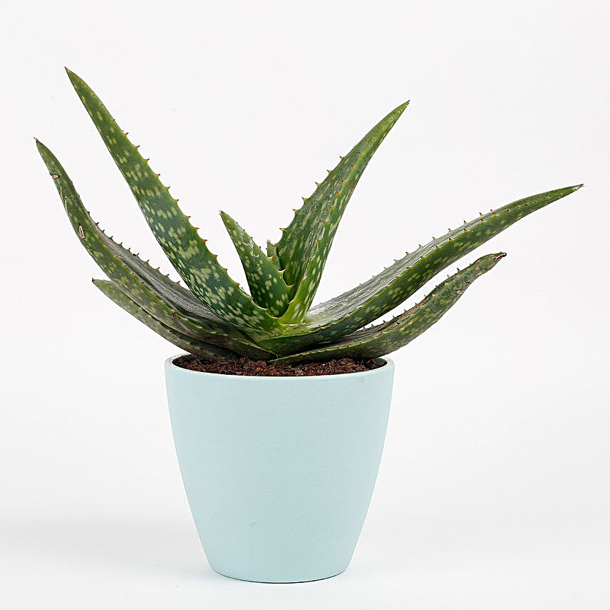Aloe Vera Cactus Plant In Conical Melamine Pot