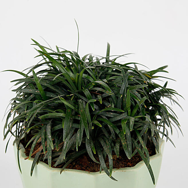 haricot vert plante Haricot vert 'Grimpant' main image 0