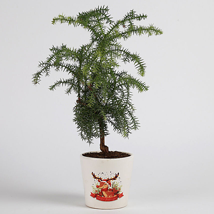 Araucaria Plant in Ceramic Pot for Christmas
