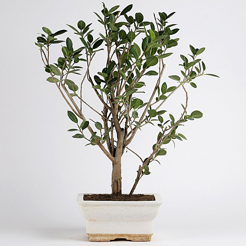 Ficus Panda Plant in White Ceramic Pot