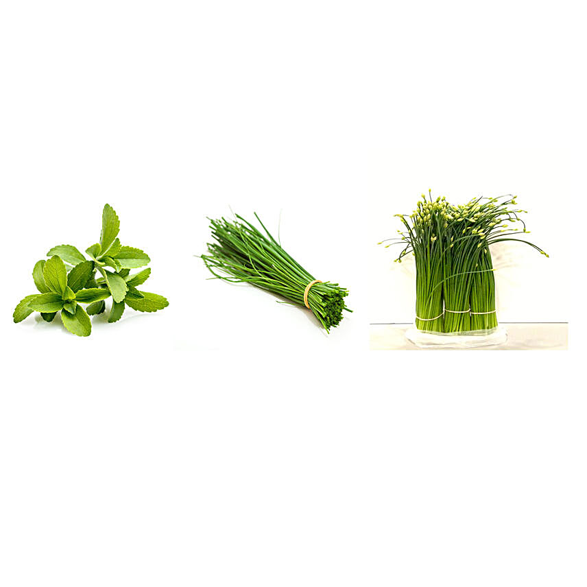 Stevia Chives & Garlic Chives Seeds Combo
