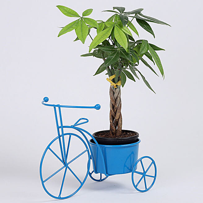 Buy/Send Braided Pachira Bonsai in Blue Cycle Planter Online- FNP
