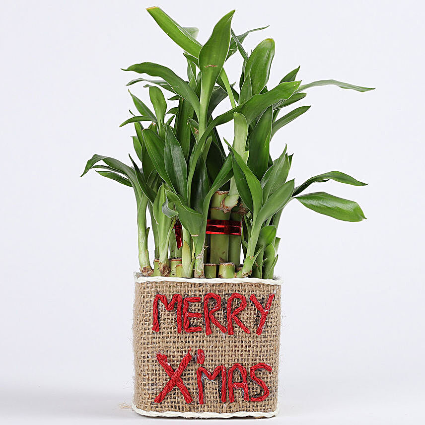 Two Layer Lucky Bamboo Plant in Merry Xmas Glass Vase