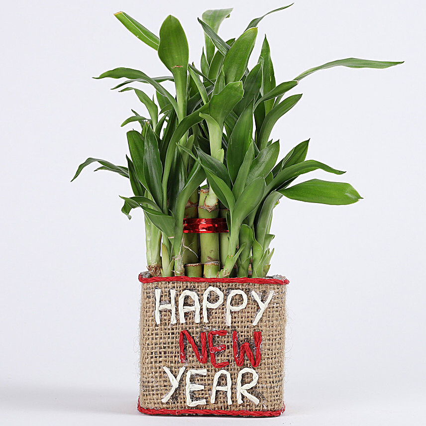Two Layer Lucky Bamboo Plant in New Year Glass Vase