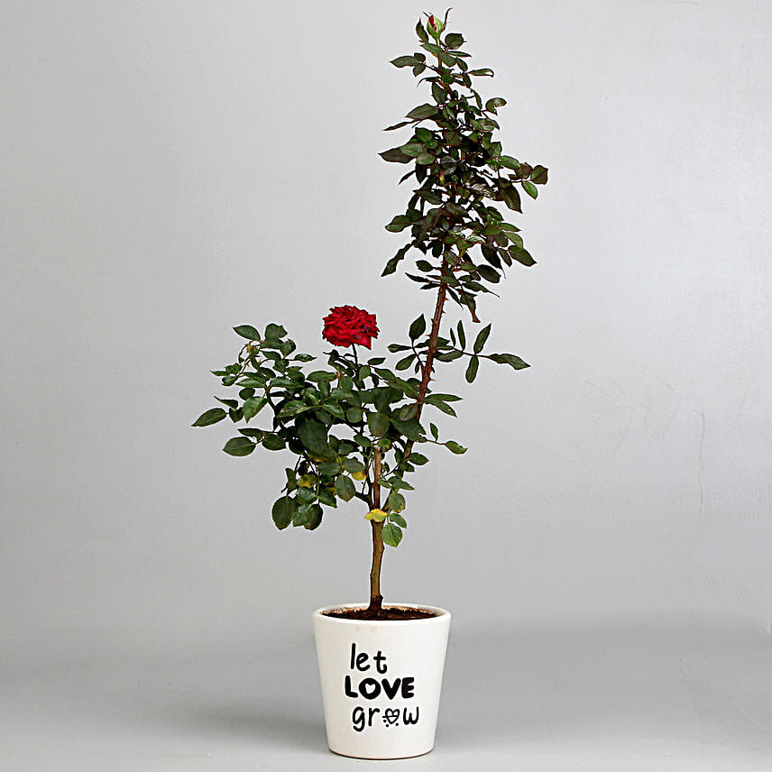 鉢・プランター earnest hearts pot 1st Low 鉢・プランター earnest hearts pot 1st Low earnest hearts pot