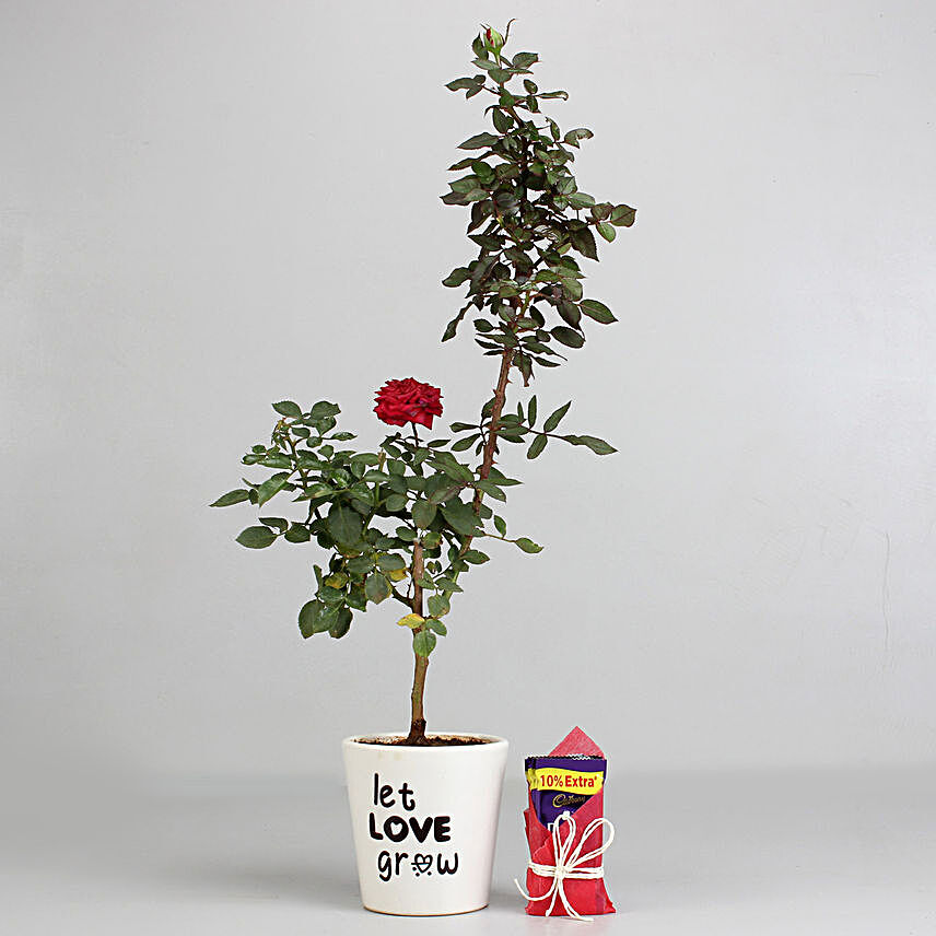 Red Rose Plant in Printed Pot with Cadbury Dairy Milk Combo