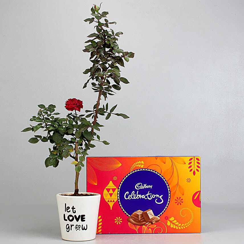 Red Rose Plant with Cadbury Celebrations Combo
