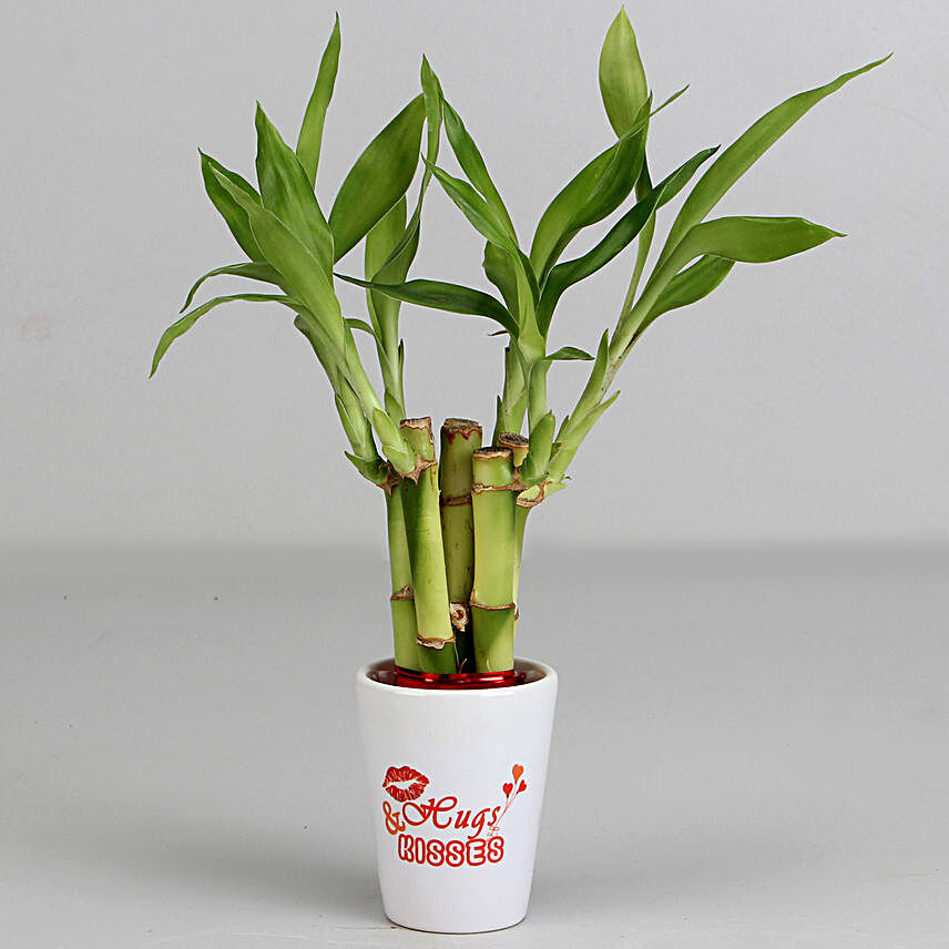 Lucky Bamboo In Hugs & Kisses Printed Pot