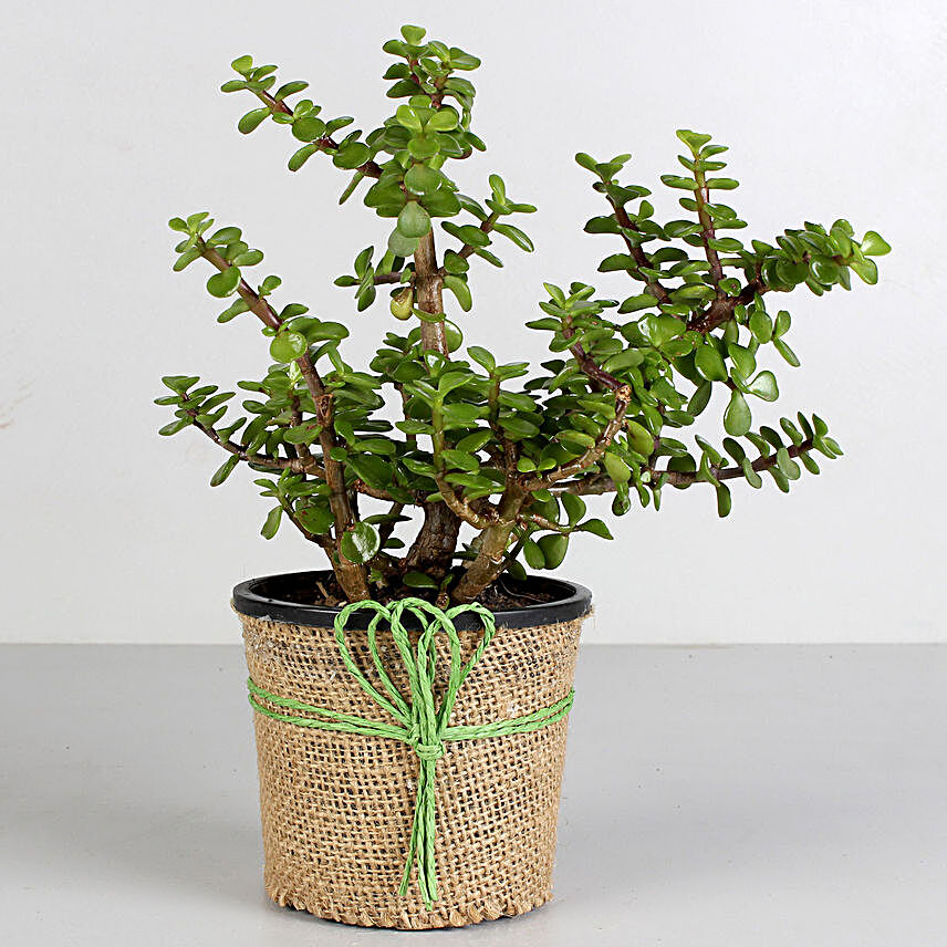 Jade Pot Plant  for valentine:Send Gifts for Ugadi