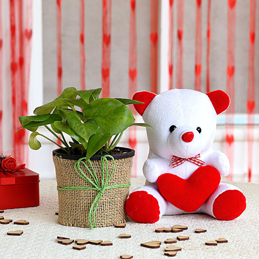 Money Plant in Black Pot with Teddy Bear