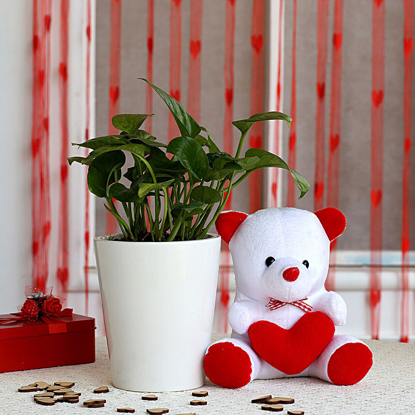 Money Plant in Ceramic Pot with Teddy Bear