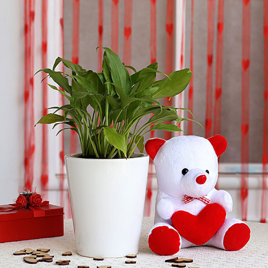 Peace Lily Plant in Ceramic Pot with Teddy Bear
