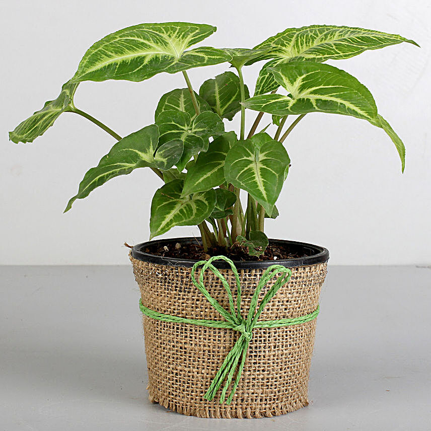 Plant with black pot  for valentine:Plants for House Warming Gift
