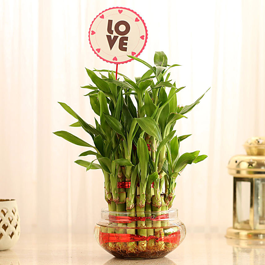 Lucky Bamboo for Valentines Day
