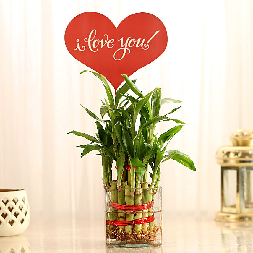 Bamboo Gift for Valentines Day:Love N Romance Plants