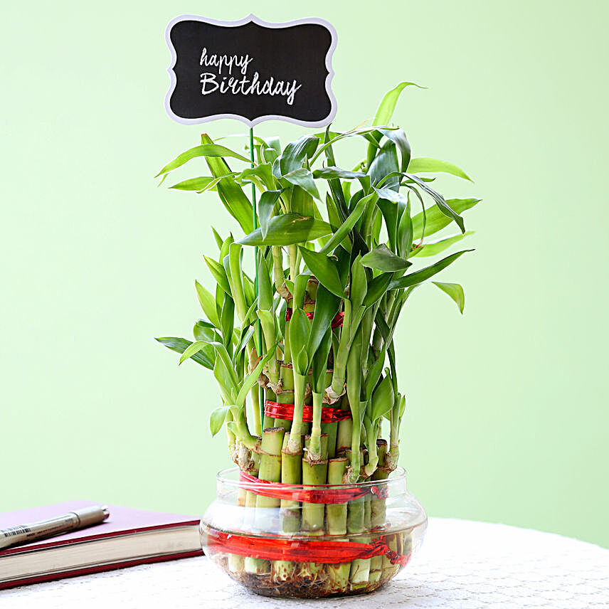 online bamboo plant with glass:Plants for Birthday