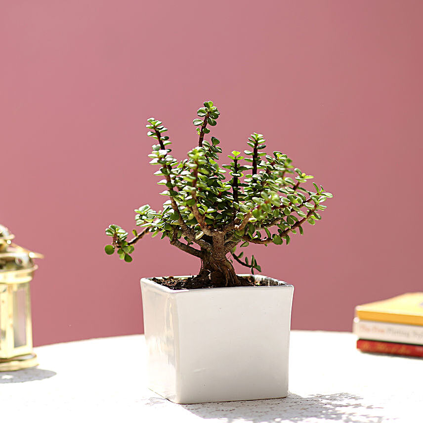 jade plant with white pot for mothers day