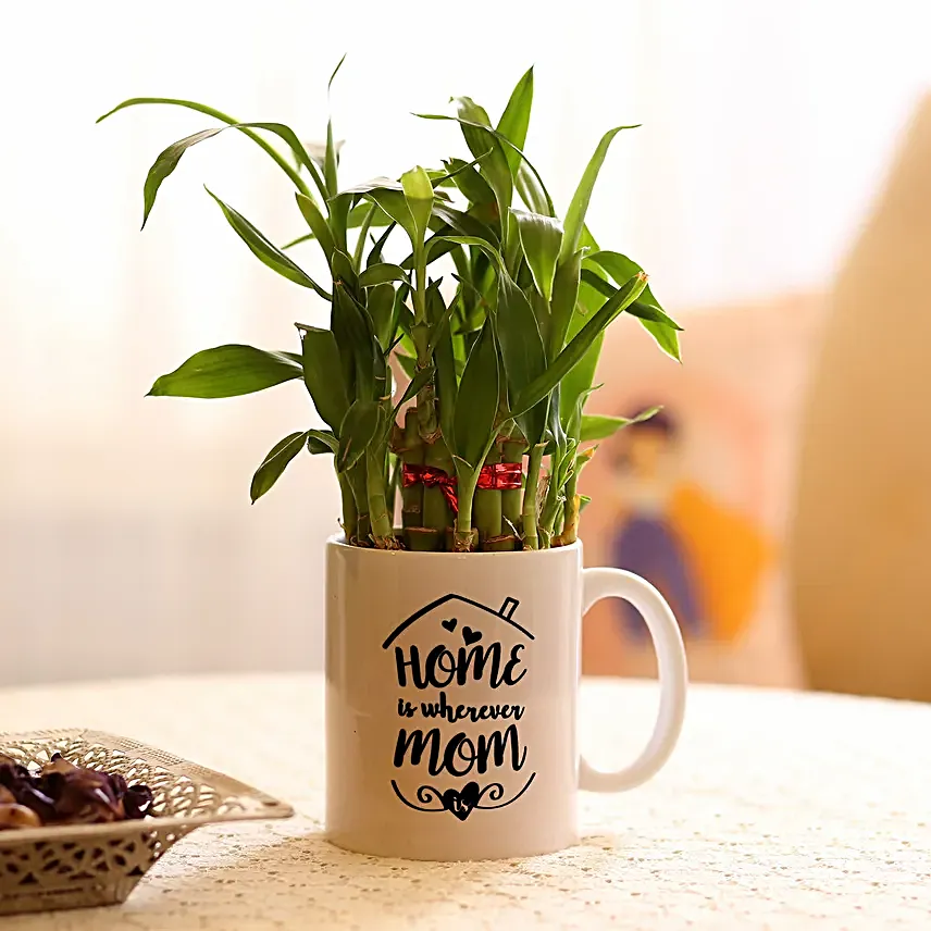 Online Bambo Plant For Mom