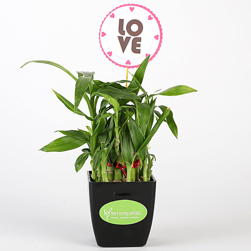 Two Layer Bamboo Plant In Black Pot With Love Tag