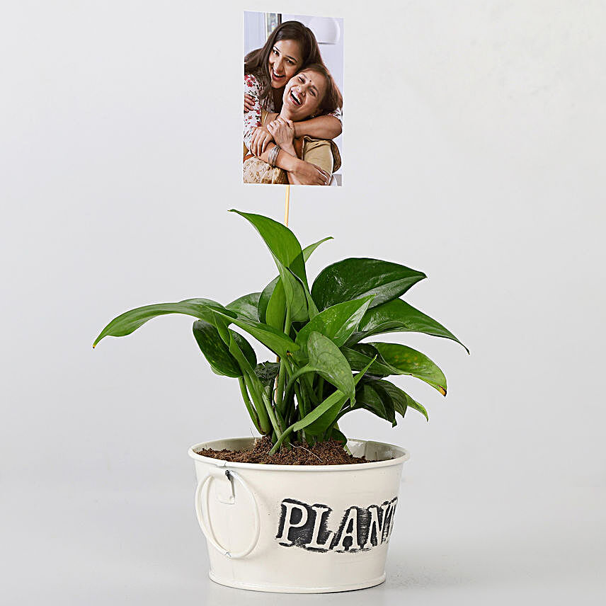 Money Plant With Your Personalised Picture