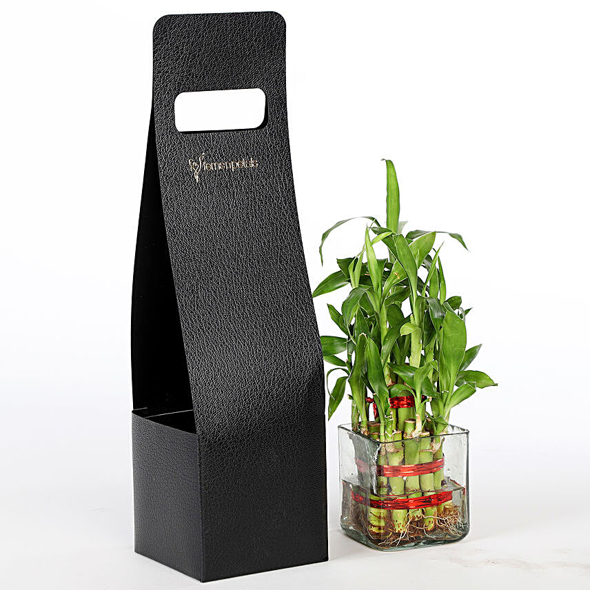 online bamboo plant for home décor:Lucky Bamboo for Mothers Day