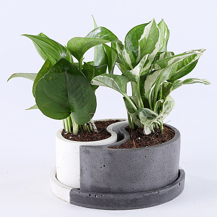 Foliage Plants Combo In Yin Yang Concrete Pots