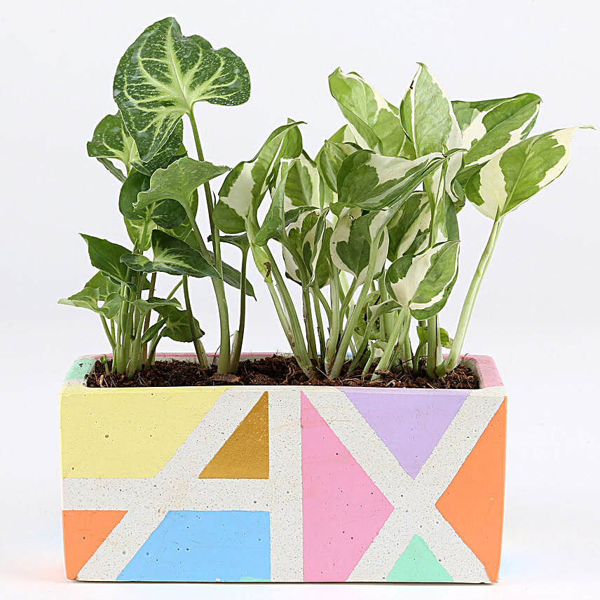 Foliage Plant Combo In Multicolor Concrete Pot