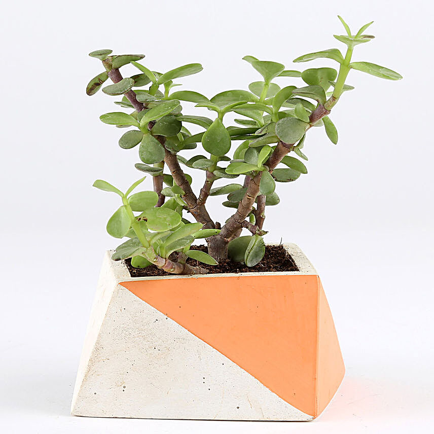 Jade Plant In Slanty Concrete Pot