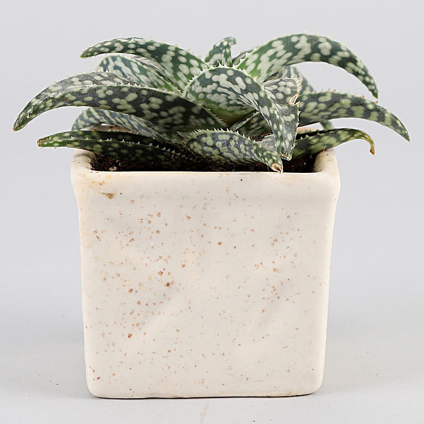 Aloe Snowflake Plant In Ceramic Pot