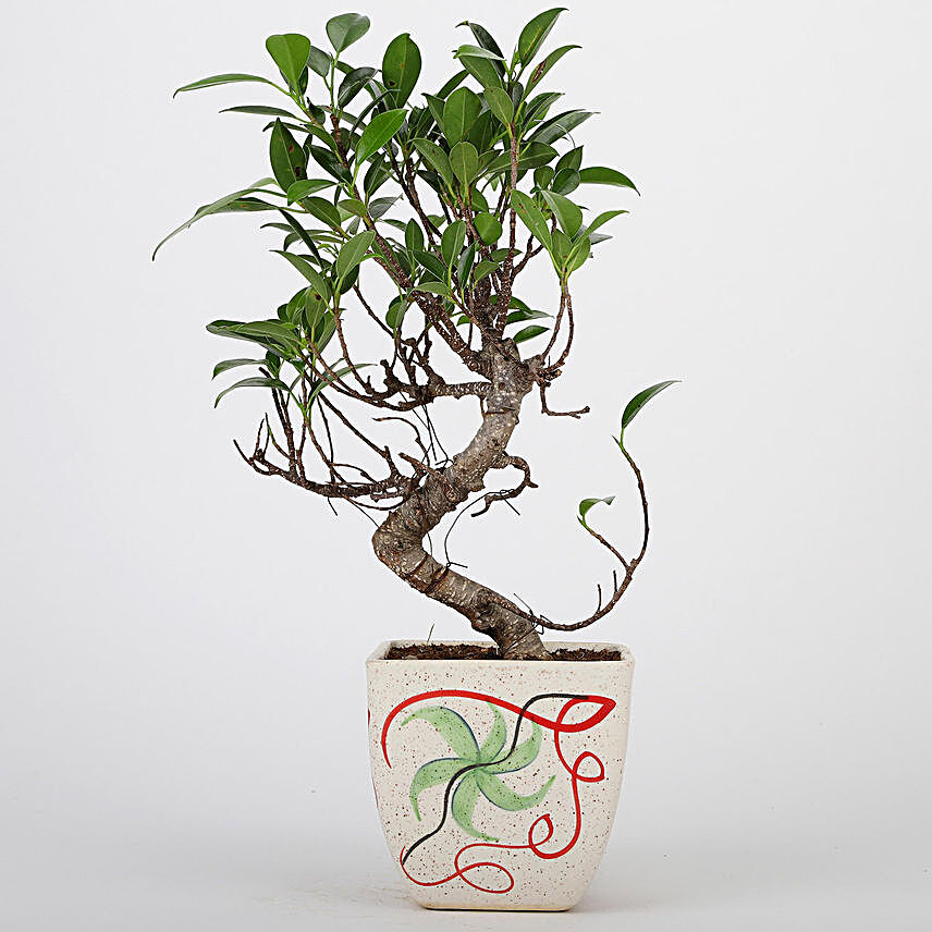 Ficus S Shaped In Printed Ceramic Pot