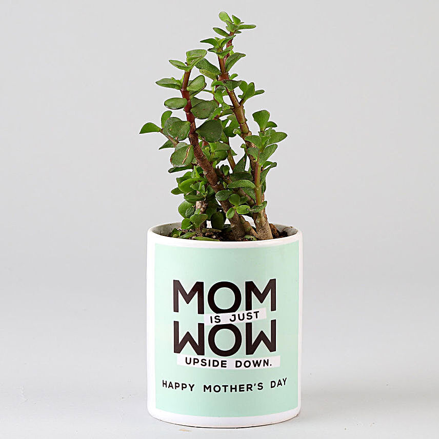 Jade Plant For Mom in Printed Pot