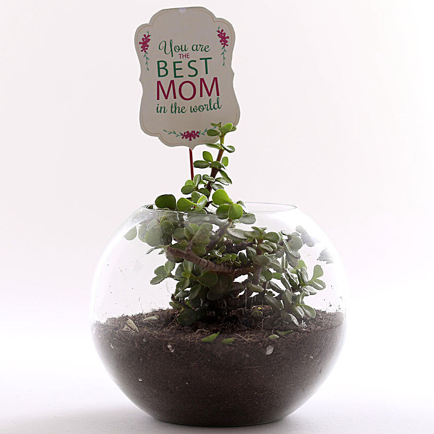 happy mothers day plants online