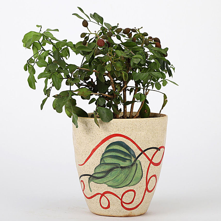 Murraya Plant In Printed Ceramic Pot