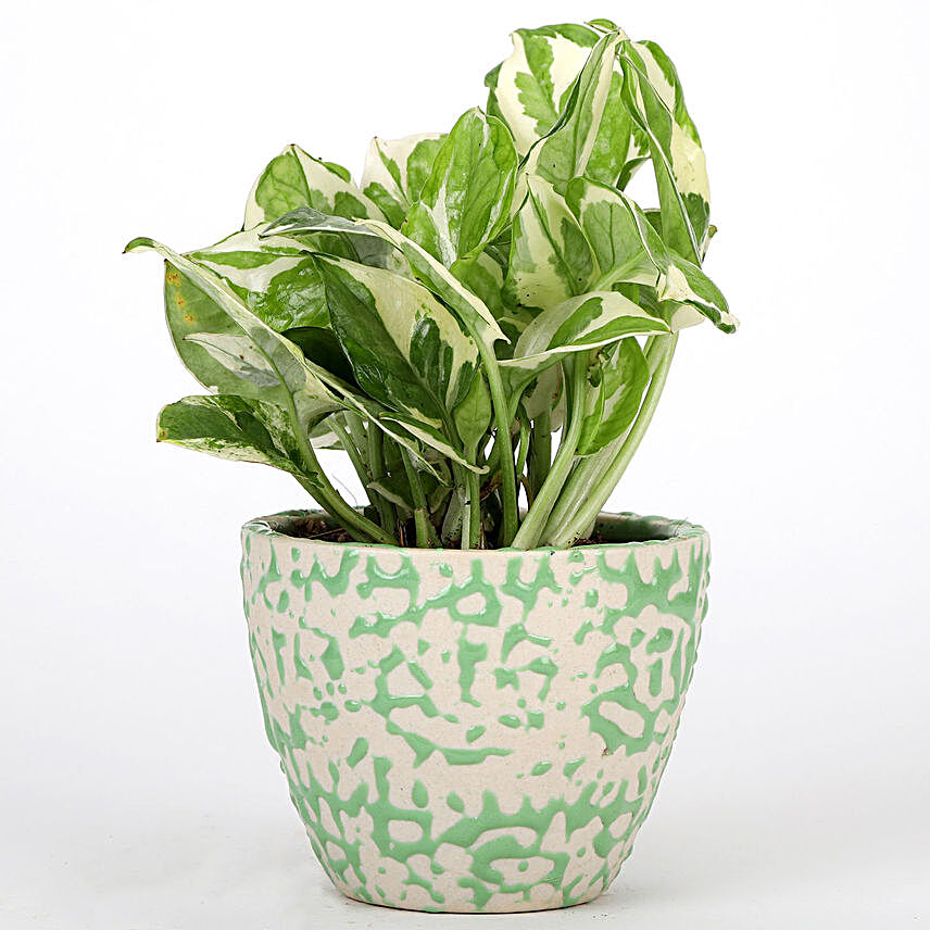 Pothos Plant In Green Artsy Ceramic Pot