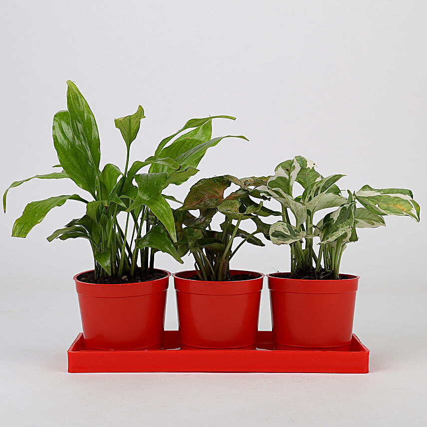 Set of 3 Foliage Plants in Red Pots