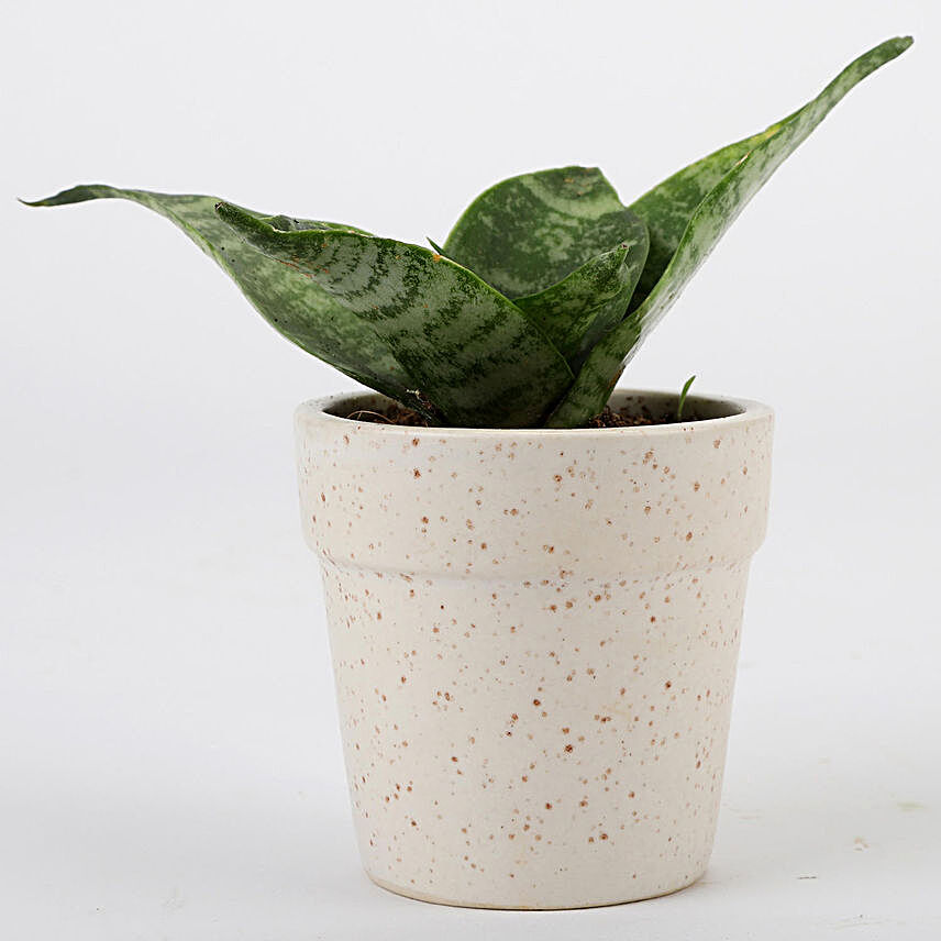 Snakeskin Sansevieria In White Ceramic Pot