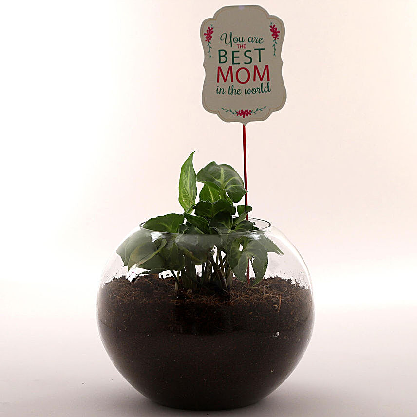 Syngonium Plant Terrarium For Best Mom