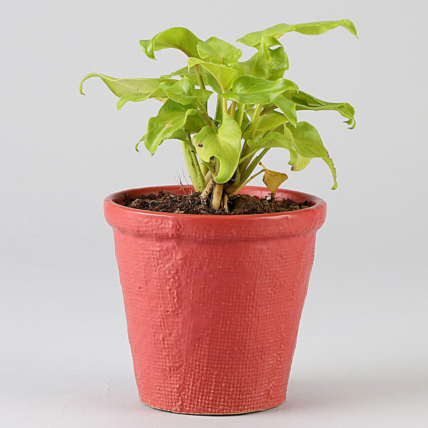 Xanadu Plant In Red Ceramic Pot