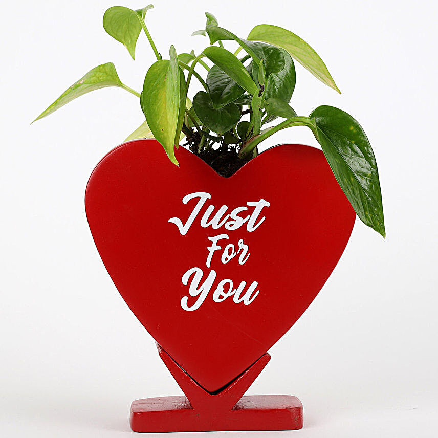 Money Plant In Just For You Ceramic Pot