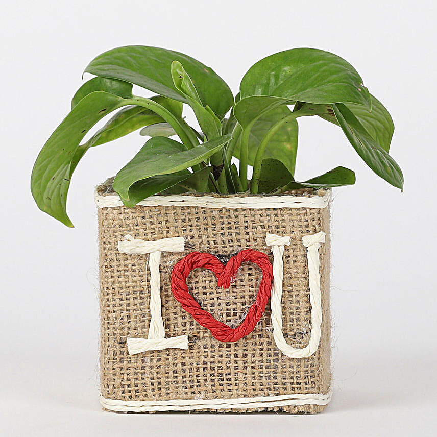 Money Plant In Jute Wrapped I Love You Vase