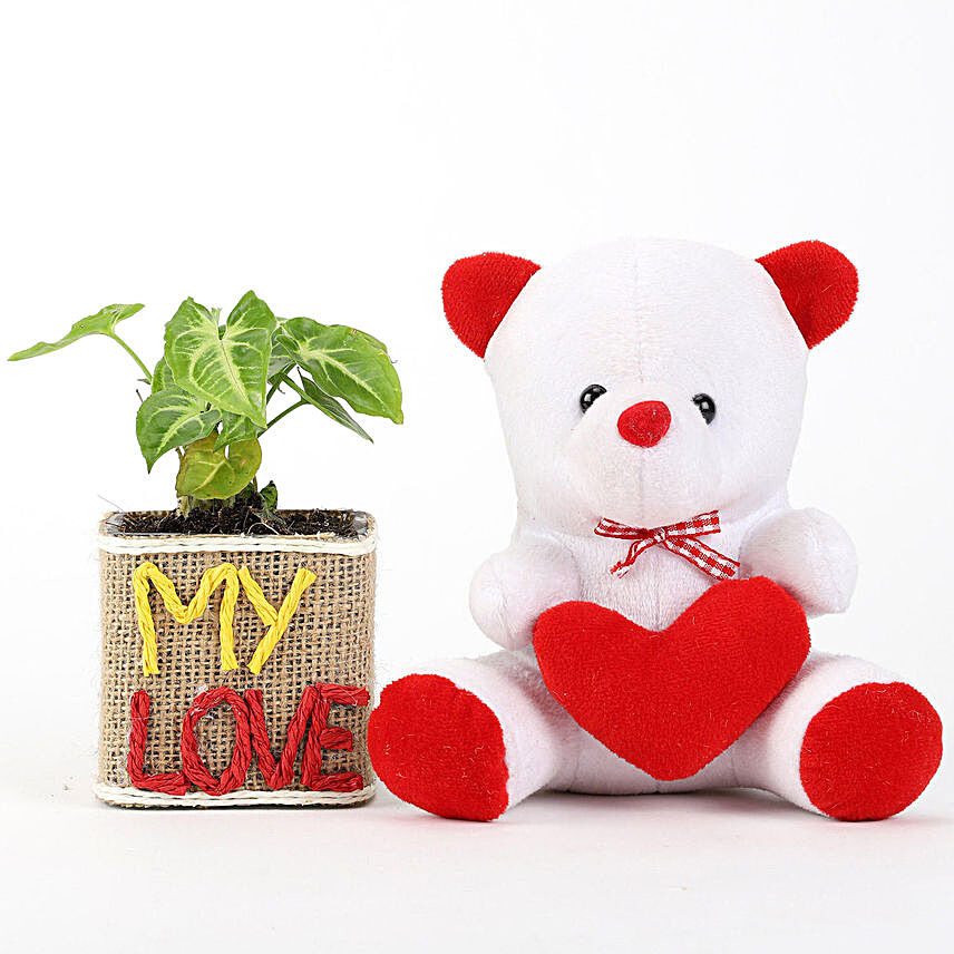 Syngonium Plant With Teddy Bear