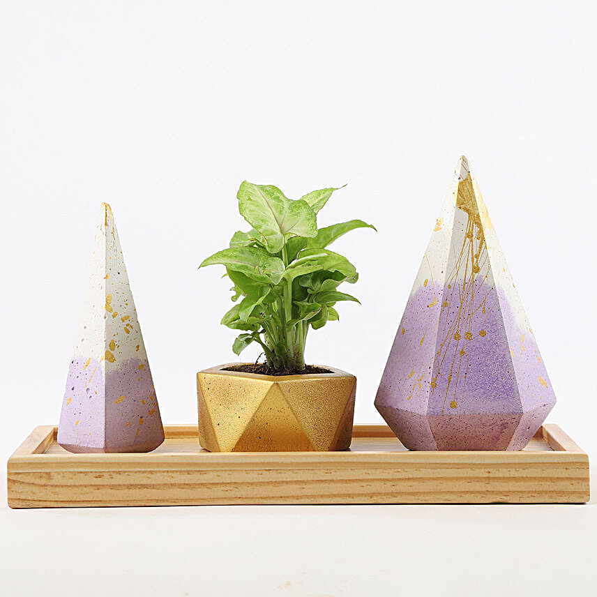 Gold Syngonium In Concrete Pot & Accessory Holders