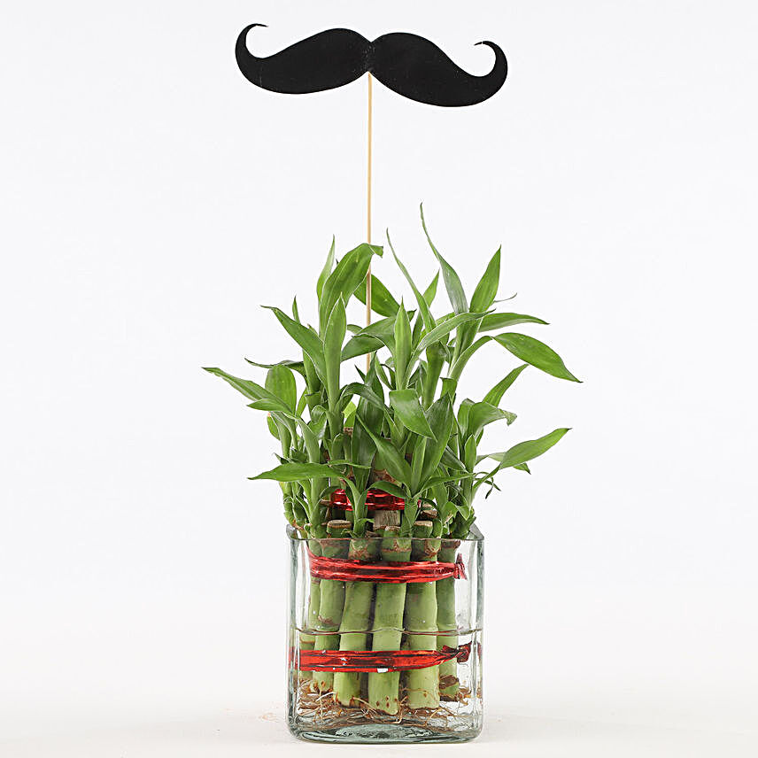 2 Layer Bamboo Plant With Mustache