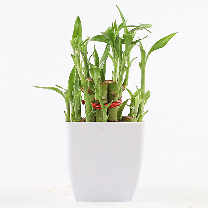 Lucky Bamboo with Pot Online:Valentines Day Lucky Bamboo