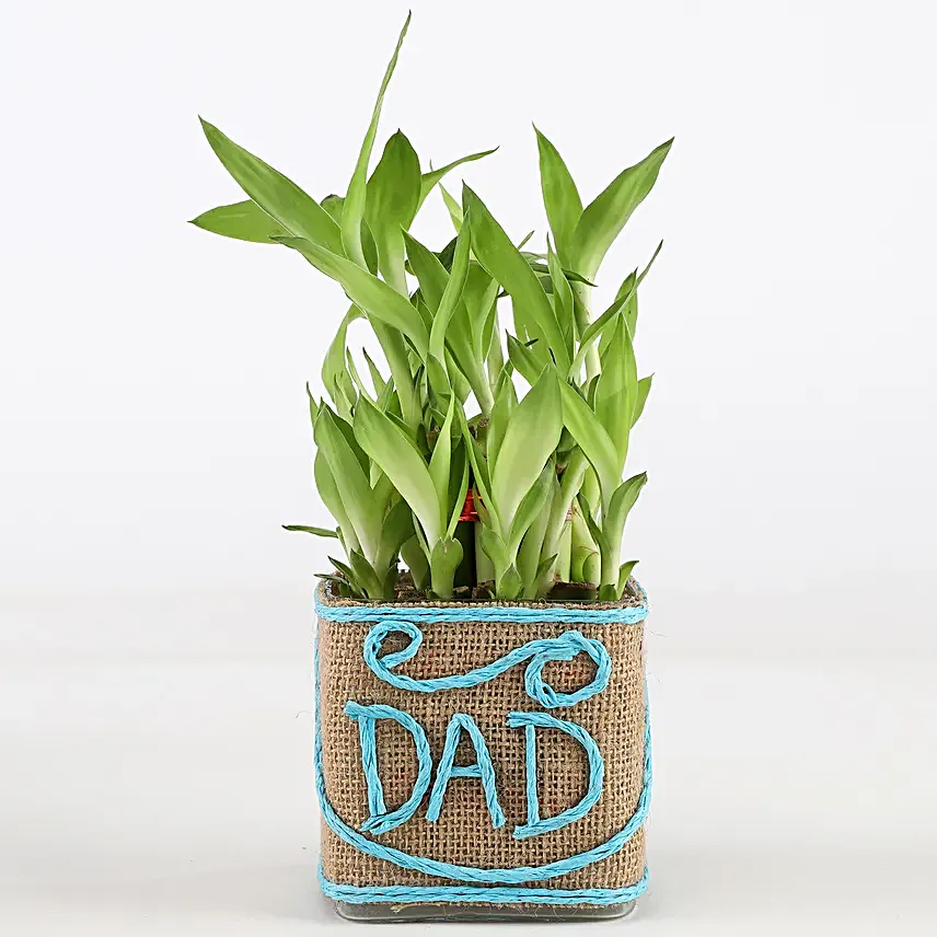 Father's Day Plant for Dad