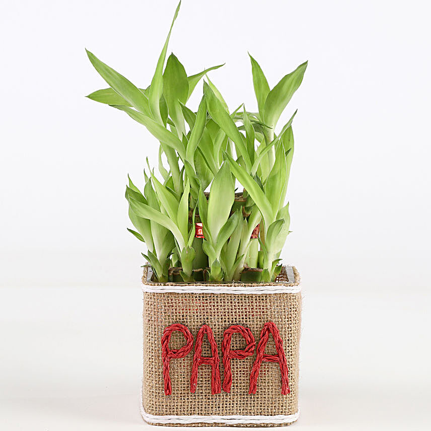 Plant for Father's Day Gift Online